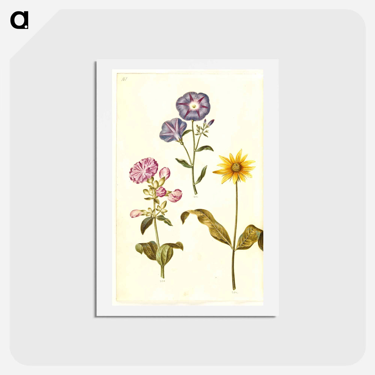 アートポストカード-Saponaria, Convolvulus, and Helianthus
 - マリア ジビーラ メーリアン Postcard.