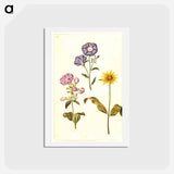 アートポストカード-Saponaria, Convolvulus, and Helianthus
 - マリア ジビーラ メーリアン Postcard.