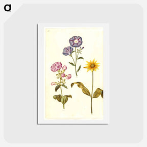 アートポストカード-Saponaria, Convolvulus, and Helianthus
 - マリア ジビーラ メーリアン Postcard.