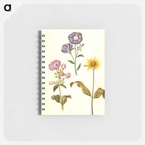 アートメモ帳-Saponaria, Convolvulus, and Helianthus
 - マリア ジビーラ メーリアン Memo.