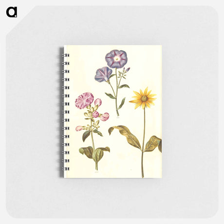 アートメモ帳-Saponaria, Convolvulus, and Helianthus
 - マリア ジビーラ メーリアン Memo.