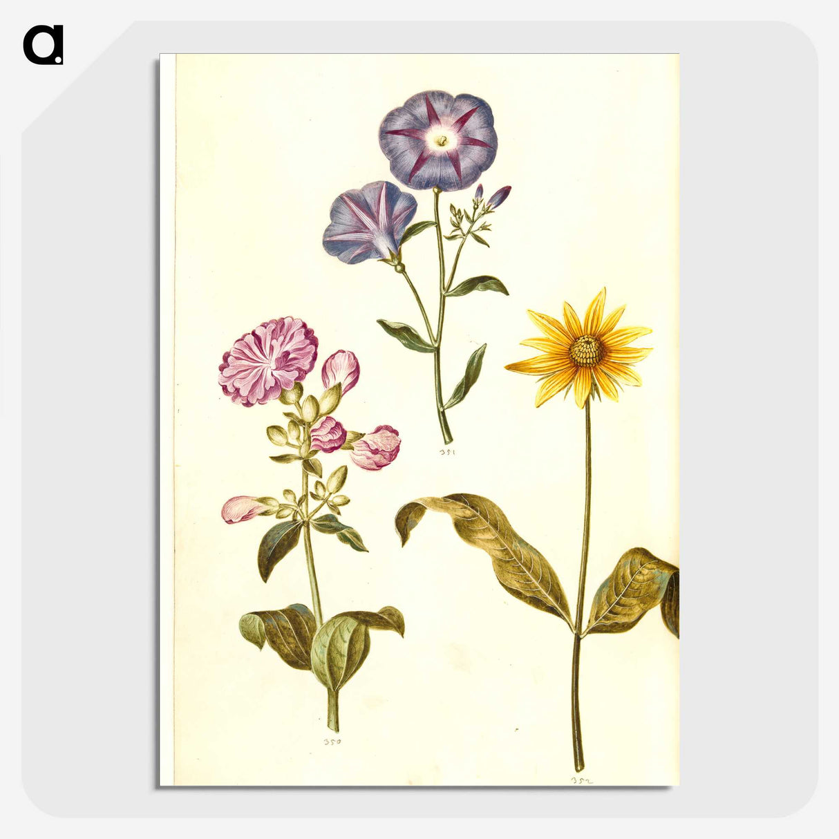 1-54_Maria-Sibylla-Merian_picture-crop