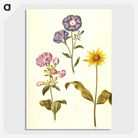 1-54_Maria-Sibylla-Merian_picture-crop
