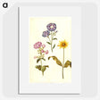 1-54_Maria-Sibylla-Merian_picture