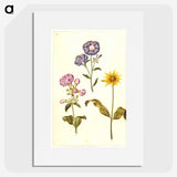 1-54_Maria-Sibylla-Merian_picture