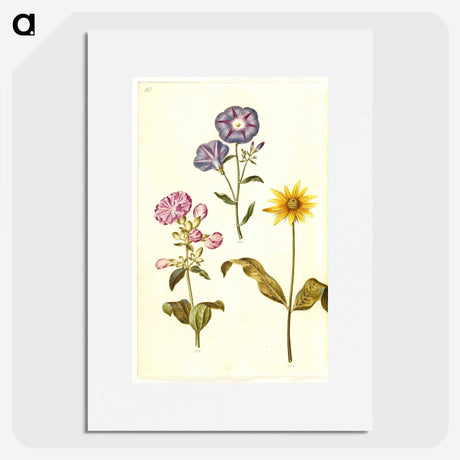 1-54_Maria-Sibylla-Merian_picture