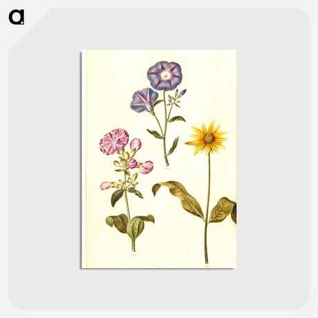 アートポストカード-Saponaria, Convolvulus, and Helianthus
 - マリア ジビーラ メーリアン Postcard.