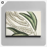 1-54_Mark-Catesby_canvas