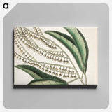 アートパネル-Sorrel Tree, Acacia, and Candle-berry Myrtle
 - マーク ケイツビー Canvas.