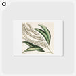 アートポストカード-Sorrel Tree, Acacia, and Candle-berry Myrtle
 - マーク ケイツビー Postcard.