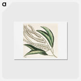 アートポストカード-Sorrel Tree, Acacia, and Candle-berry Myrtle
 - マーク ケイツビー Postcard.