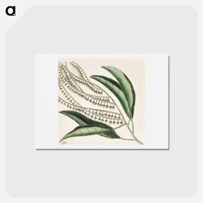 アートポストカード-Sorrel Tree, Acacia, and Candle-berry Myrtle
 - マーク ケイツビー Postcard.