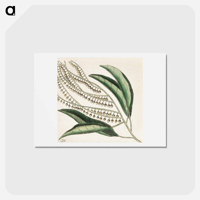 アートポストカード-Sorrel Tree, Acacia, and Candle-berry Myrtle
 - マーク ケイツビー Postcard.