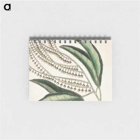 アートメモ帳-Sorrel Tree, Acacia, and Candle-berry Myrtle
 - マーク ケイツビー Memo.