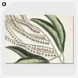 1-54_Mark-Catesby_picture-crop