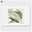 1-54_Mark-Catesby_picture