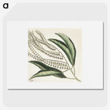 1-54_Mark-Catesby_picture