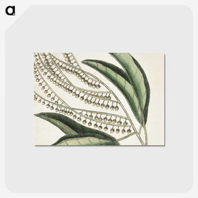 1-54_Mark-Catesby_postcard