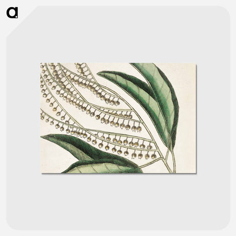 アートポストカード-Sorrel Tree, Acacia, and Candle-berry Myrtle
 - マーク ケイツビー Postcard.