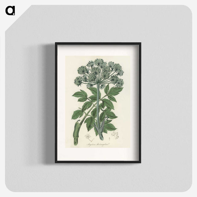 1-54_Medical-Botany_blk