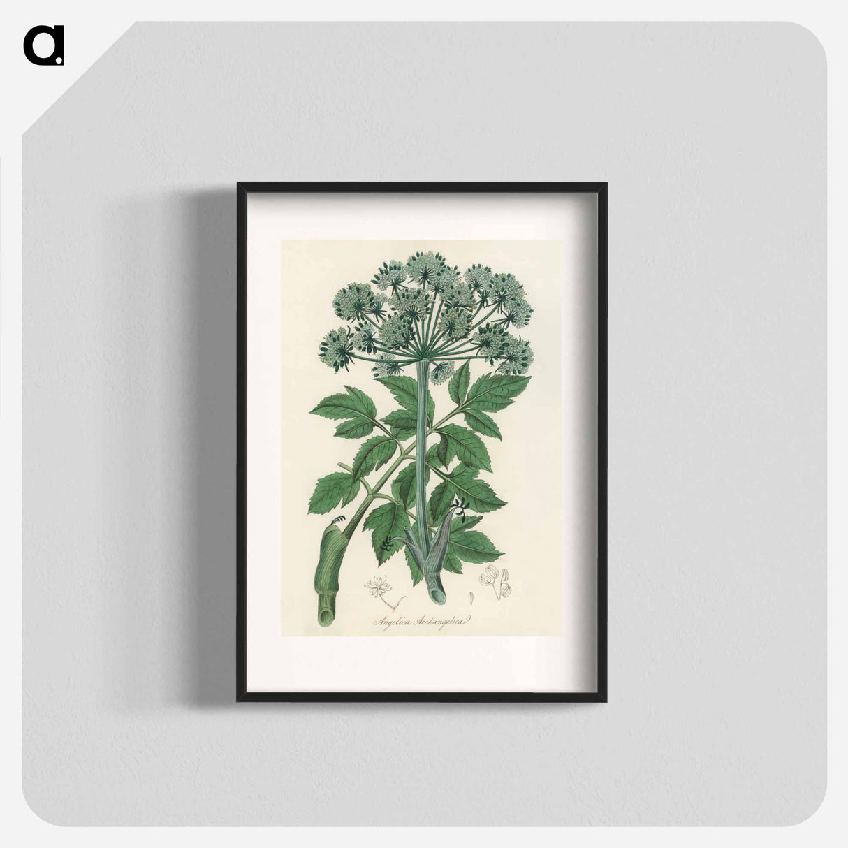 アートポスター-Angelica
 - 薬用植物学 Poster.