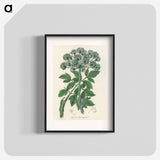 アートポスター-Angelica
 - 薬用植物学 Poster.