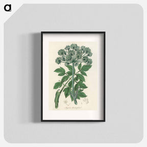 アートポスター-Angelica
 - 薬用植物学 Poster.