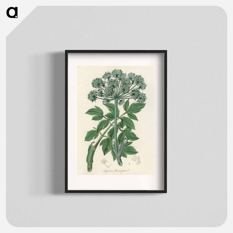 アートポスター-Angelica
 - 薬用植物学 Poster.