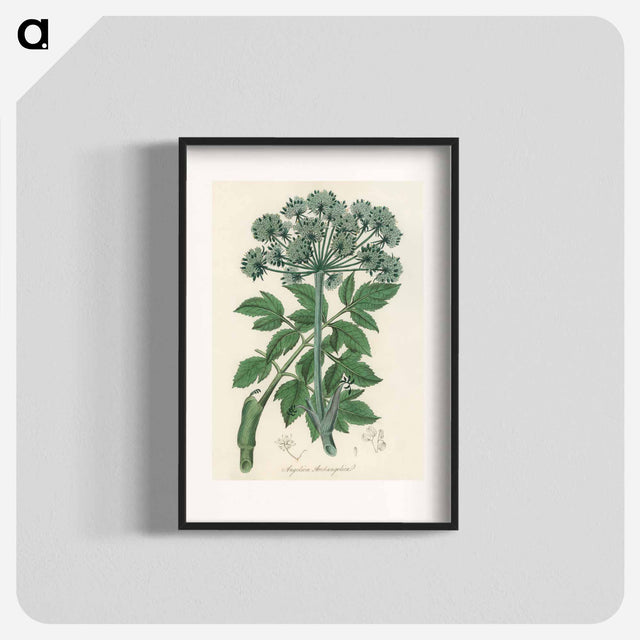 アートポスター-Angelica
 - 薬用植物学 Poster.
