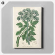 アートパネル-Angelica
 - 薬用植物学 Canvas.