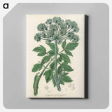 アートパネル-Angelica
 - 薬用植物学 Canvas.