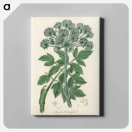 アートパネル-Angelica
 - 薬用植物学 Canvas.