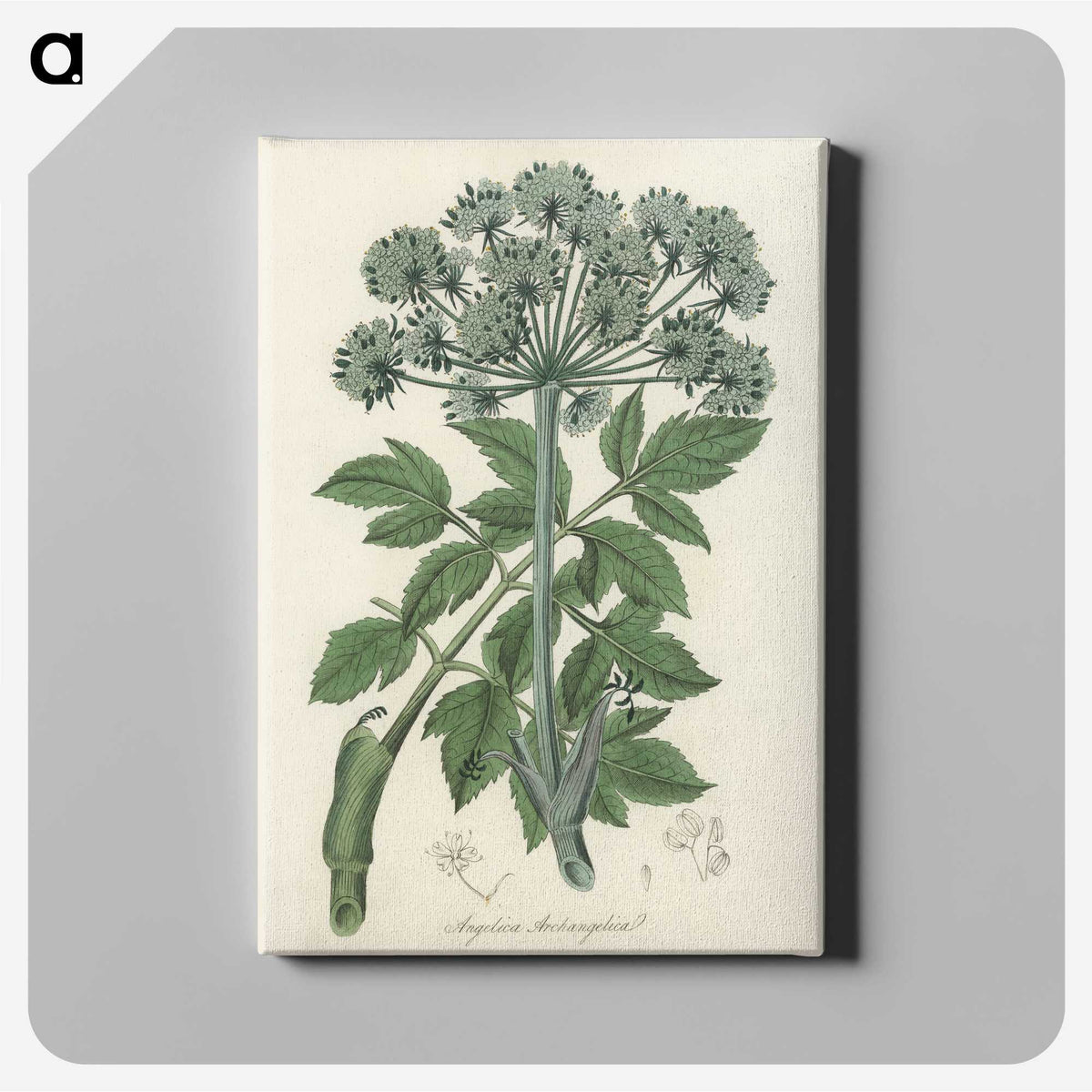1-54_Medical-Botany_canvas
