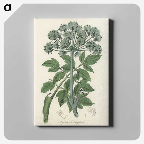 1-54_Medical-Botany_canvas