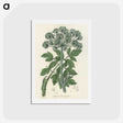 1-54_Medical-Botany_hagaki