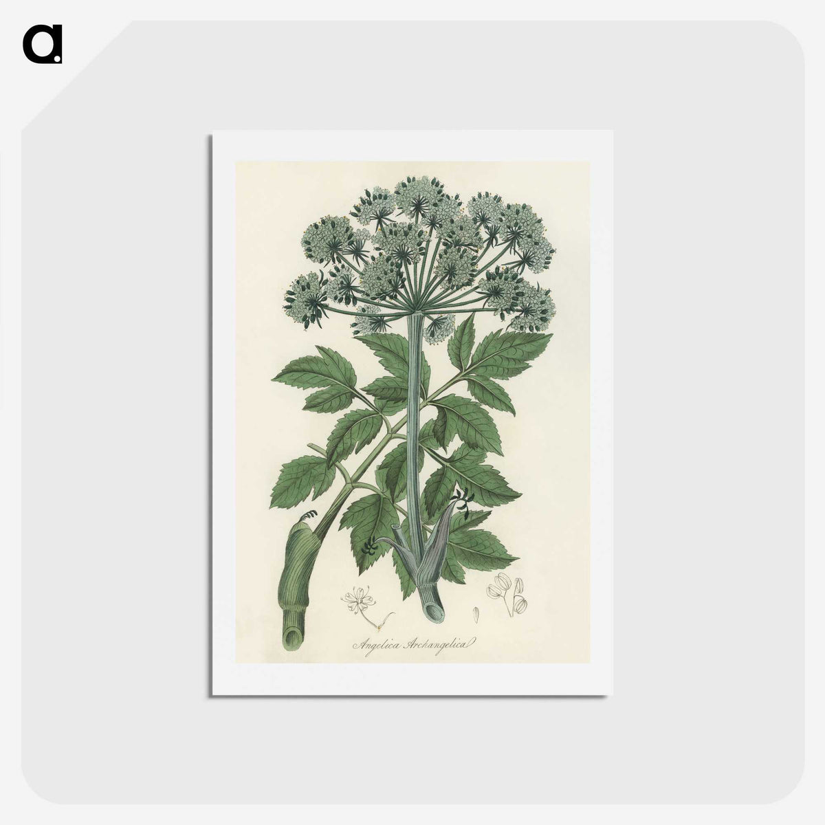 1-54_Medical-Botany_hagaki