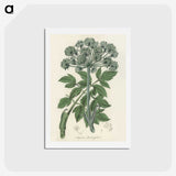 1-54_Medical-Botany_hagaki