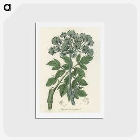 1-54_Medical-Botany_hagaki