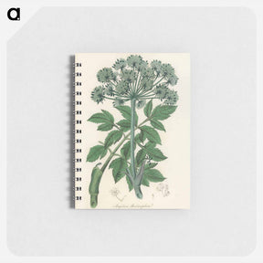 アートメモ帳-Angelica
 - 薬用植物学 Memo.
