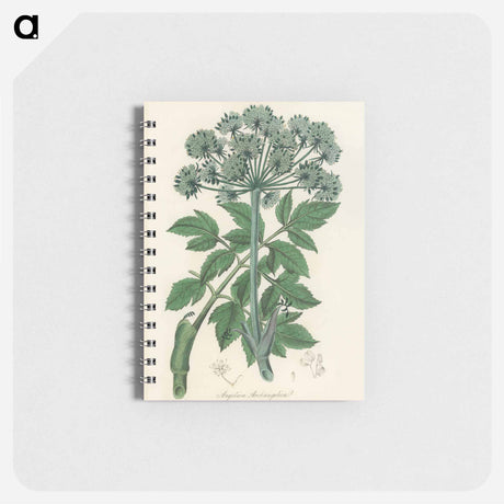 アートメモ帳-Angelica
 - 薬用植物学 Memo.