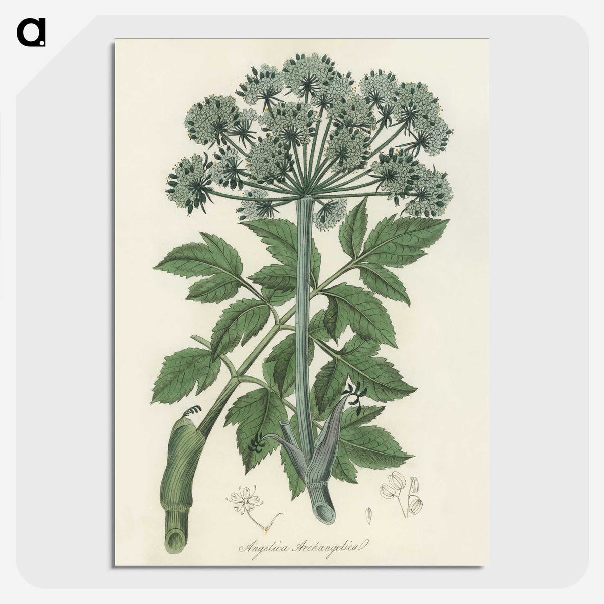 1-54_Medical-Botany_picture-crop
