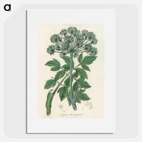 アートポスター-Angelica
 - 薬用植物学 Poster.