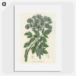 1-54_Medical-Botany_picture