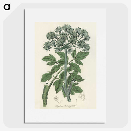 1-54_Medical-Botany_picture