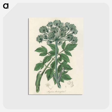 アートポストカード-Angelica
 - 薬用植物学 Postcard.