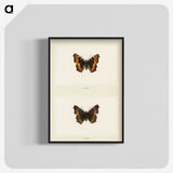 1-54_Moths-and-Butterflies-of-the-United-States_blk-crop