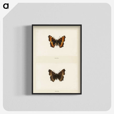 1-54_Moths-and-Butterflies-of-the-United-States_blk-crop