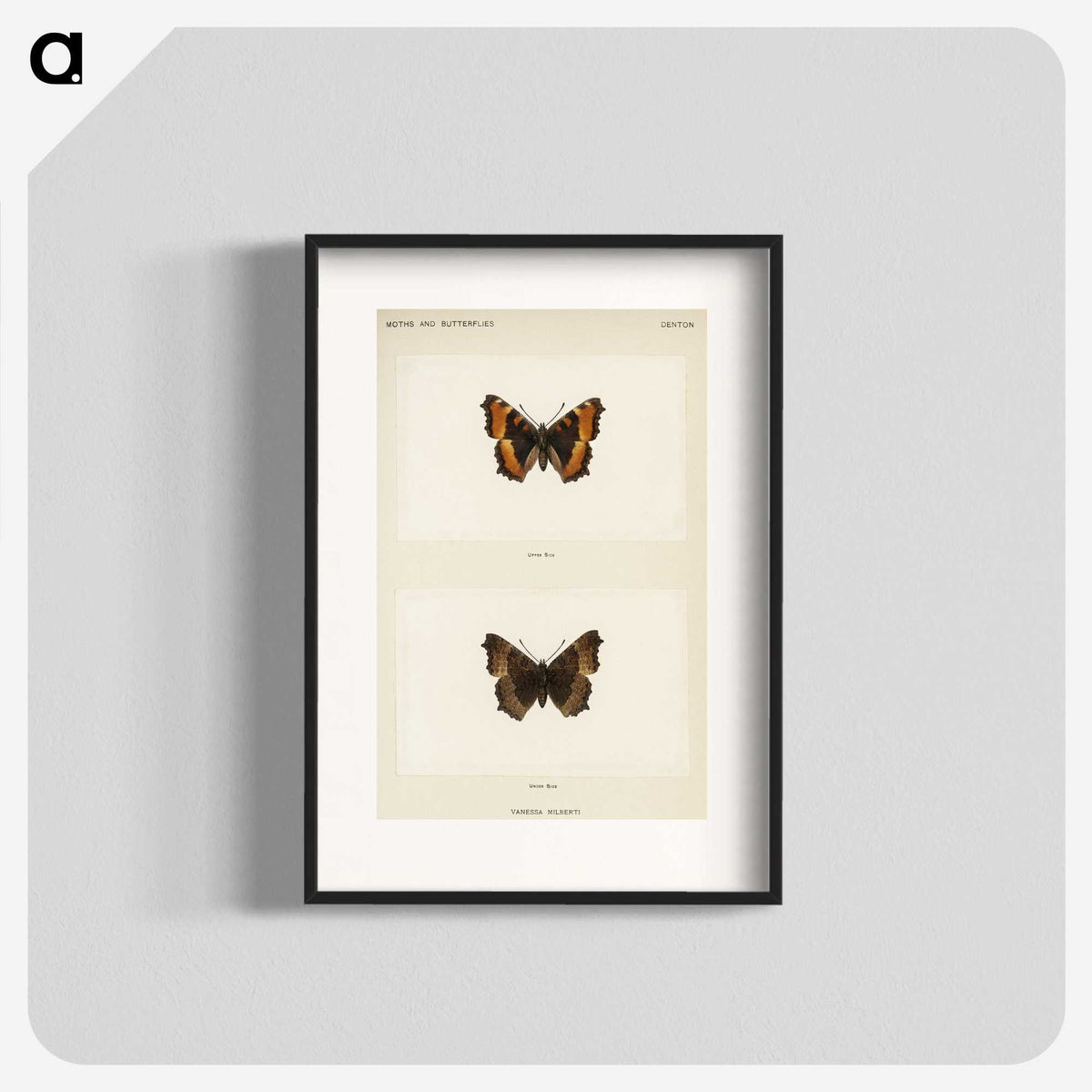 1-54_Moths-and-Butterflies-of-the-United-States_blk