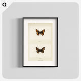 1-54_Moths-and-Butterflies-of-the-United-States_blk