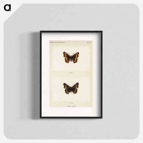 1-54_Moths-and-Butterflies-of-the-United-States_blk